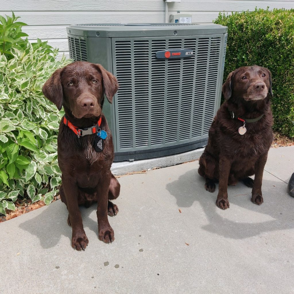 two dogs in front of air conditioner